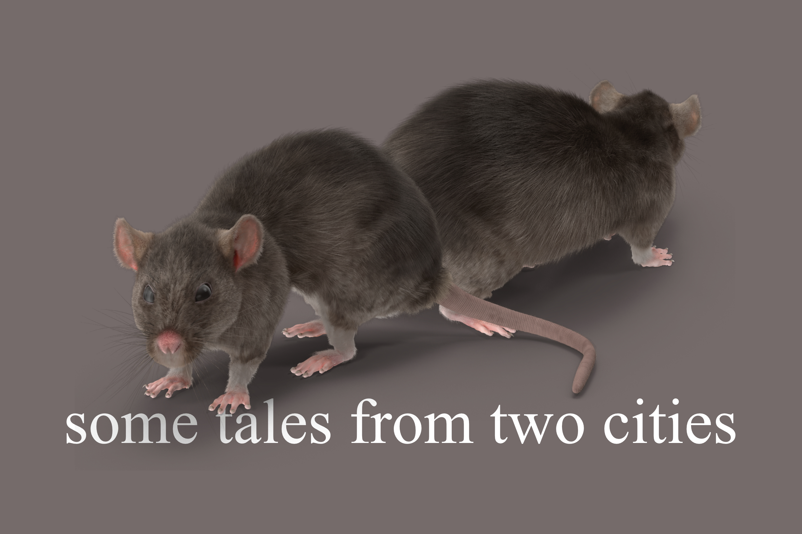 04 Rats as Urban Infrastructure